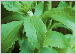 stevia